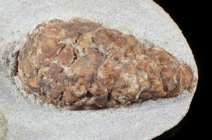 D, Oligocene Aged Fossil Pine Cone - Germany #63279